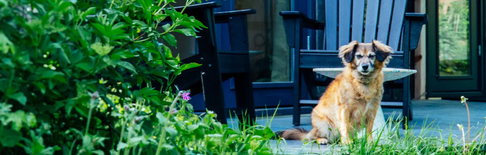 Hond plastic huis gespiegeld
