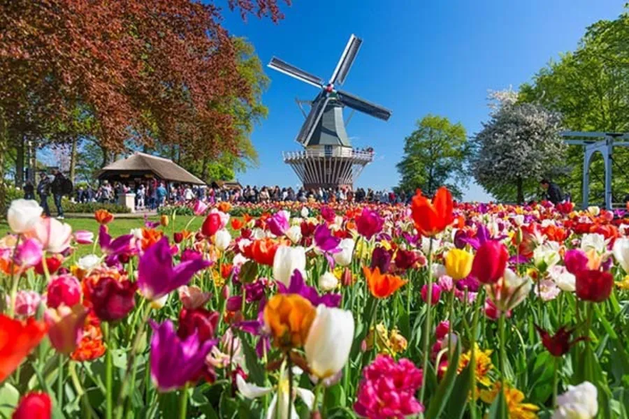 Tulpen keukenhof bloemen