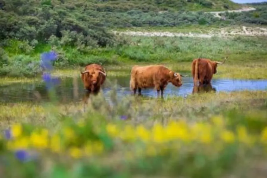 Schotse hooglanders duinreservaat