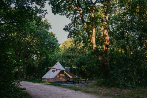 tent_in_het_bos_kampeerplaats_2022-1.jpg